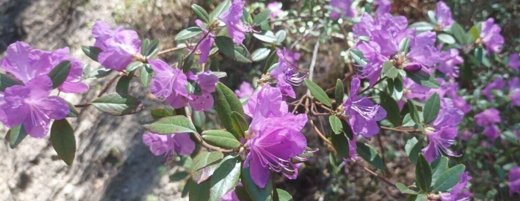 Рододендрон Ледебура (Rhododendron Ledebourii Pojark)